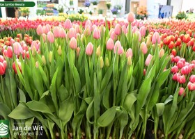 Tulipa Jumbo Beauty (1)